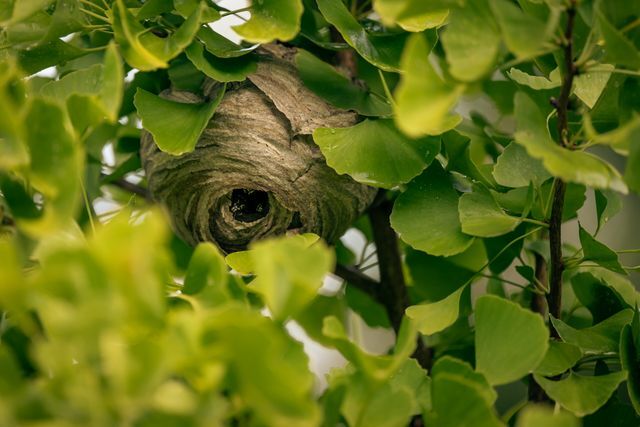 Nest van de Aziatische hoornaar