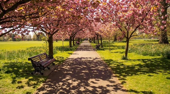 Bomen in bloem met bankje