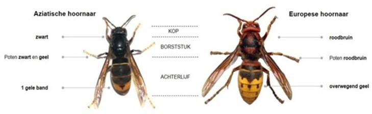 Aziatische hoornaar tekening